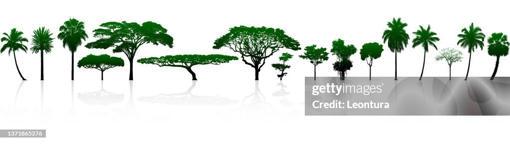Highly Detailed Tree Silhouettes