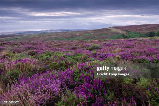 Bell heather on Beacon Hill in the Quantock Hills Area of Outstanding Natural Beauty with the Bristol Channel beyond.