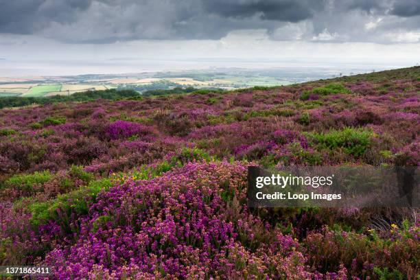 Bell heather on Longstone Hill in the Quantock Hills Area of Outstanding Natural Beauty with the Bristol Channel beyond.