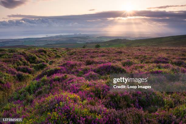 Bell heather at sunrise on Longstone Hill in the Quantock Hills Area of Outstanding Natural Beauty with the Bristol Channel beyond.