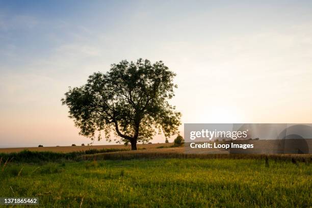 European Ash tree silhouetted against a warm sky at sunset in countryside on the Mendip Hills.