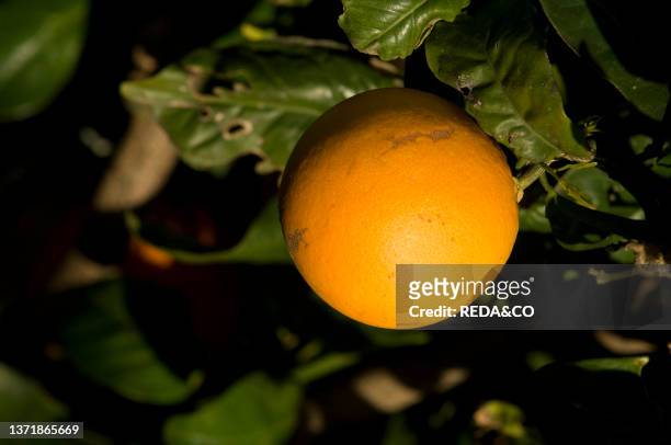Orange fruit, Sicilia; Italy, Europe.