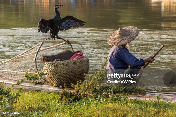 Elderly traditional cormorant fisherman with his cormorant on the Li River, Xingping, China..