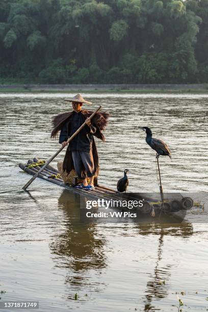 Cormorant fisherman in traditional cape with cormorants on a bamboo raft on the Li River. Xingping, China..