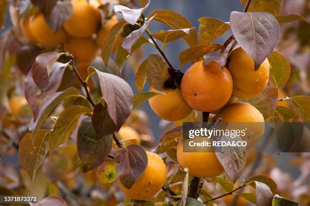 Persimmon tree in autumn. Trentino. Italy. Europe.