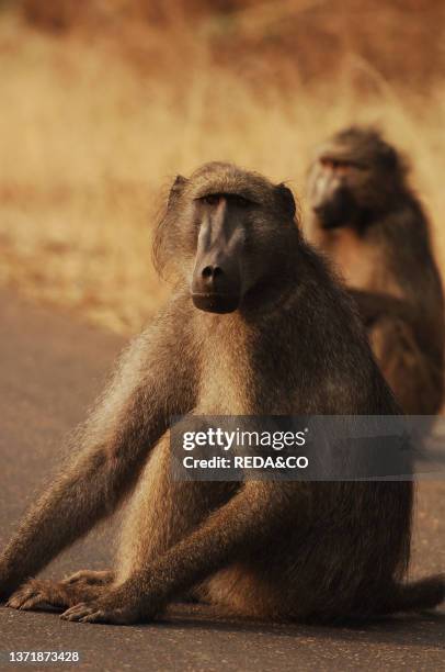 Babon. Chacma baboon . Picture taken in the wilderness in the Kruger National Park. South Africa. Africa.