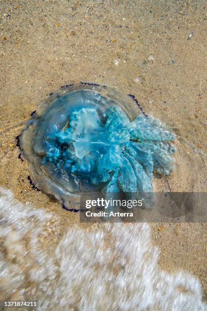 Barrel jellyfish / dustbin-lid jellyfish / frilly-mouthed jellyfish washed ashore on the beach along the North Sea coast in summer.