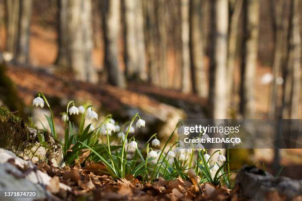 Spring flowering of Galanthus nivalis. Snowdrop. Fioritura di bucaneve in un bosco dei Monti Lessini. Trentino Alto Adige. Italy. Europe..