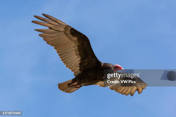 Vulture In Flight Turkey Vulture In Flight Photos and Premium High Res Pictures - Getty ...