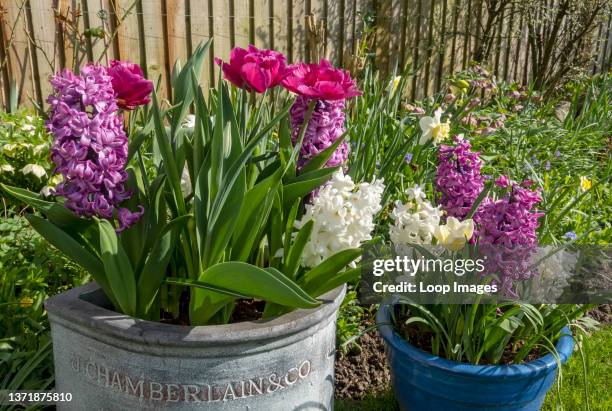 Spring Bulb Pots Spring Bulbs In Pots Photos and Premium High Res Pictures - Getty Images