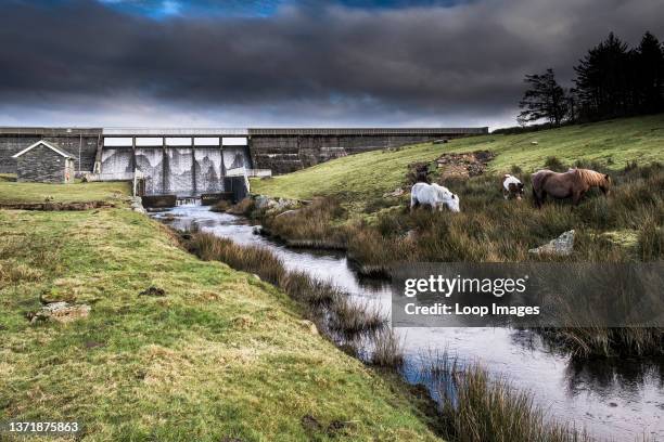 Bodmin Ponies grazing near Crowdy Reservoir on Bodmin Moor in Cornwall.