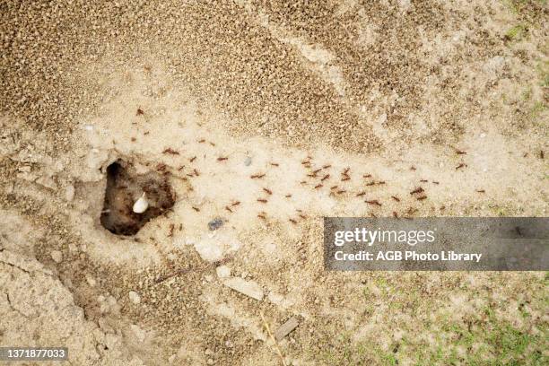 Entrance of Anthill. Canavieiras. Bahia. Brazil.