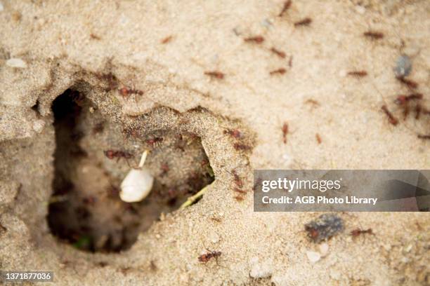 Entrance of Anthill. Canavieiras. Bahia. Brazil.