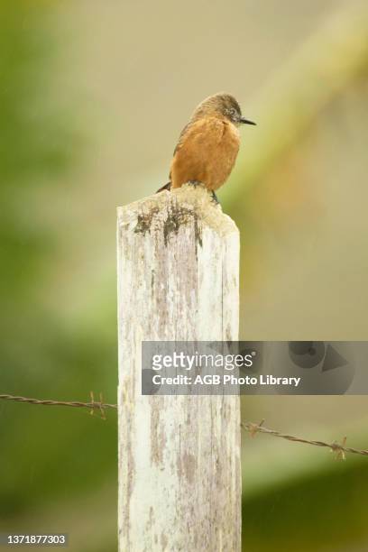Gibão-de-couro pousado em mourão de cerca durante a chuva. Tyrannidae. Bird Gibão-de-couro. Bahia. Brazil.