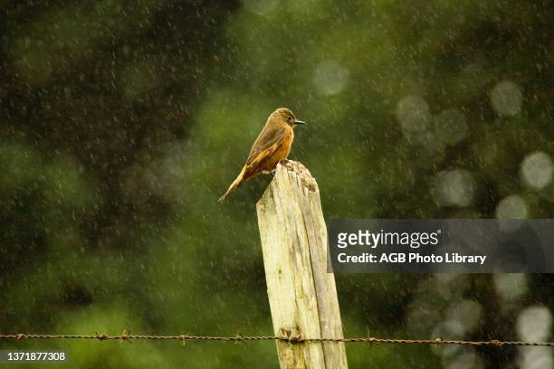 Gibão-de-couro pousado em mourão de cerca durante a chuva. Tyrannidae. Bird Gibão-de-couro. Bahia. Brazil.
