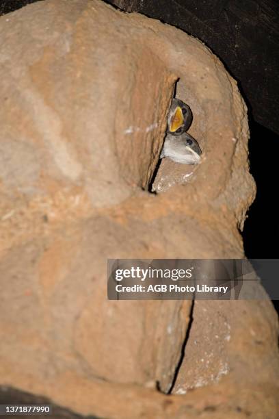 Filhote de andorinha em ninho construído por joão-de-barro. Nestling of Swallow in Nest Built by João-of-mud. Funarius rufus. Aquidauana. Mato Grosso...