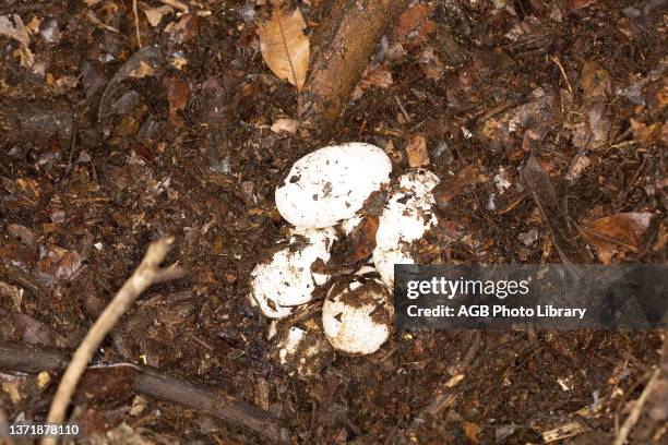 Collection of Egg of Alligator-pity-swampland. Caiman crocodilus yacare. Corumbá. Mato Grosso do Sul. Brazil.