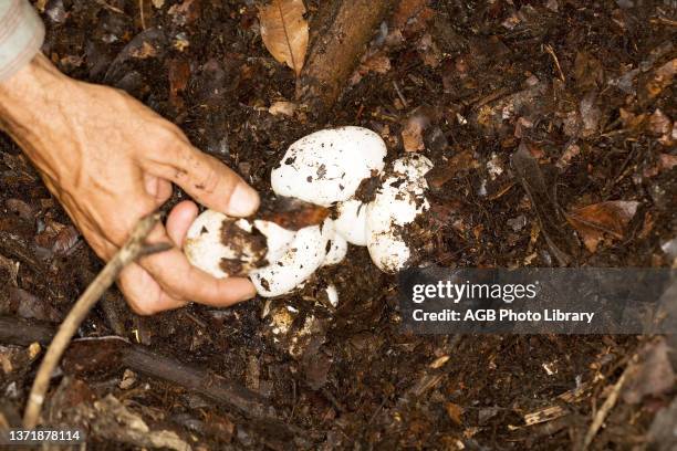 Collection of Egg of Alligator-pity-swampland. Caiman crocodilus yacare. Corumbá. Mato Grosso do Sul. Brazil.