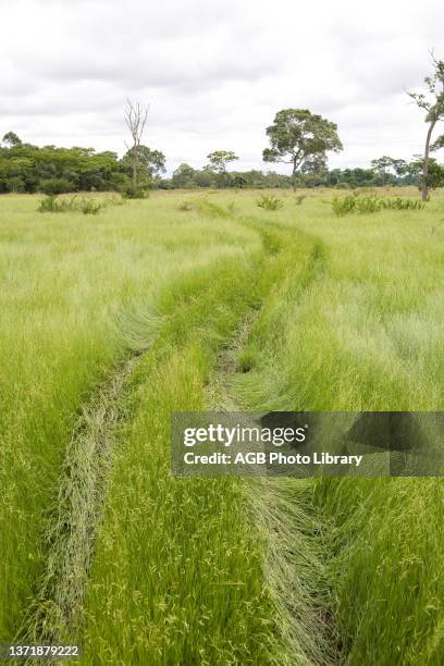 Rastro de trator em pasto com braquiária-umidícula , Brachiaria humidicola, pastagem, campo, Poacea, Trace of Tractor in Pasture, Field, Poacea,...