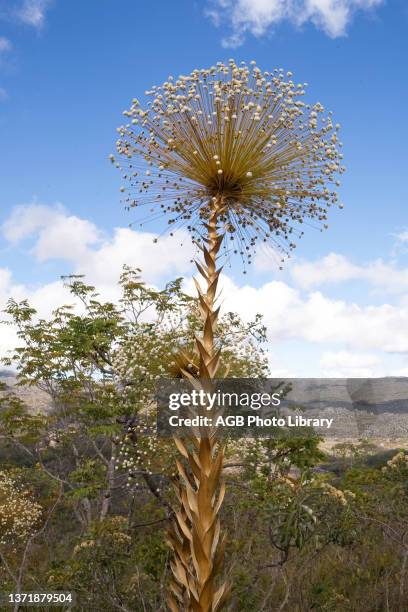 Sempre-viva Chlorobionta Angiospermae Eriocaulaceae erva pepalanto, Plant, Sempre-viva, São Gonçalo do Rio Preto, Minas Gerais, Brazil.