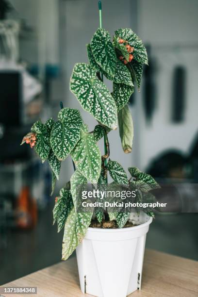 begonia plant in bedroom - begonia stockfoto's en -beelden