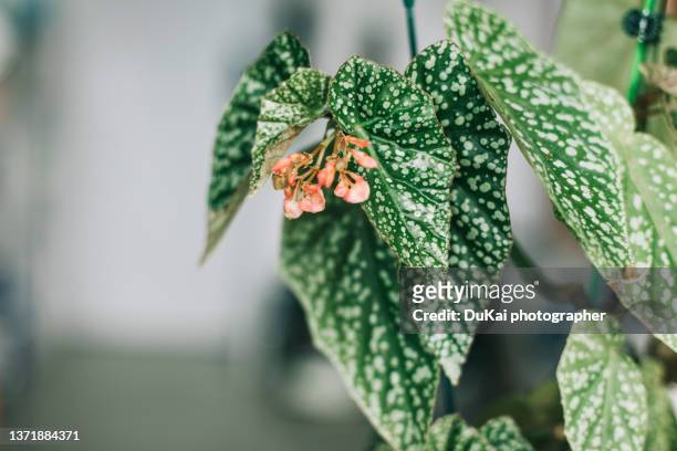 begonia plant in bedroom - schiefblattgewächse stock-fotos und bilder