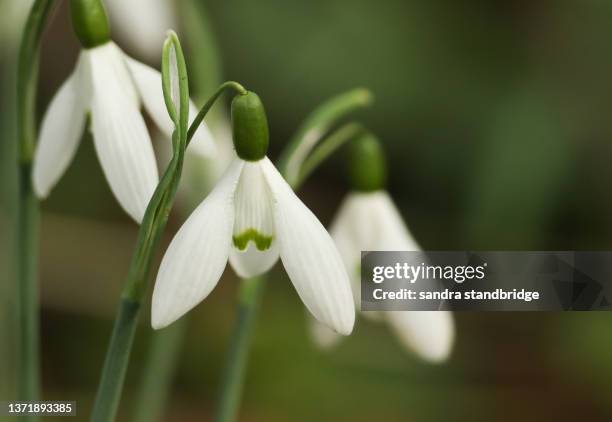 beautiful snowdrops, galanthus, growing in woodland in winter in the uk. - snowdrop - fotografias e filmes do acervo