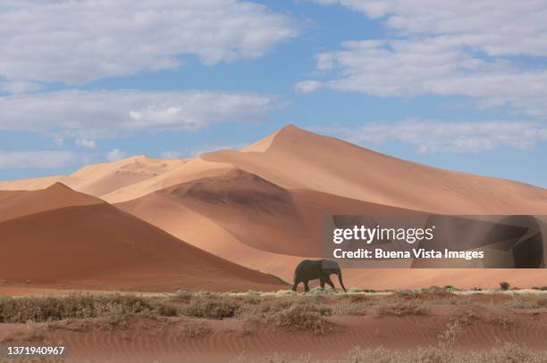 elephant and sand dune in the namib desert. - desert elephant stock-fotos und bilder