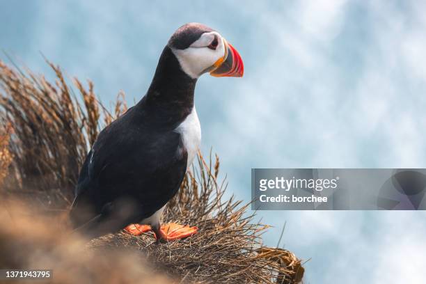 puffin auf einer klippe - westfjorde island stock-fotos und bilder