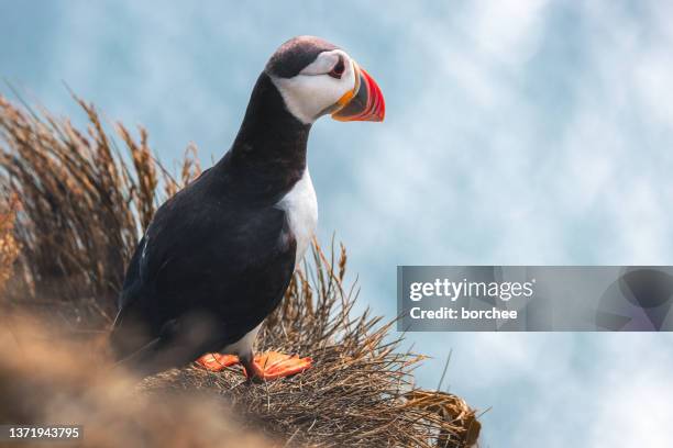 puffin on a cliff - vik southern iceland stock pictures, royalty-free photos & images