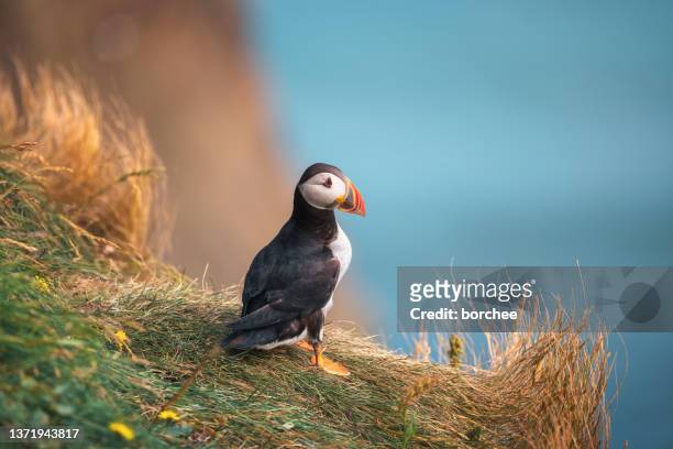 puffin on a cliff - threatened species stock pictures, royalty-free photos & images