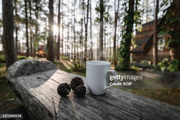 close-up of coffee cup on wooden bench against pine tree forest backgrounds. - banknoten stockfoto's en -beelden