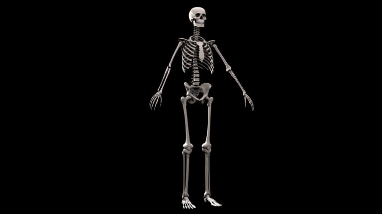 Skeleton Rotation Gif Skeleton Whole Body Anatomy Videos and HD Footage - Getty Images