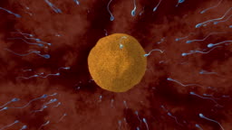Fertilisation Animation Of Sperm Cells Attempting To Penetrate A Human Egg  Only One Of These Sperm Cells Fertilises The Egg Fertilisation Occurs When  The Sperms Genetic Material Fuses With The Eggs Dna