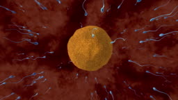 Fertilisation Animation Of Sperm Cells Attempting To Penetrate A Human Egg Only One Of These Sperm Cells Fertilises The Egg Fertilisation Occurs When The Sperms Genetic Material Fuses With The Eggs Dna Fertilisation Animation Of Sperm Cells Attempting To Penetrate A Human Egg Only One Of These Sperm Cells Fertilises The Egg Fertilisation Occurs When The Sperms Genetic Material Fuses With The Eggs Dna