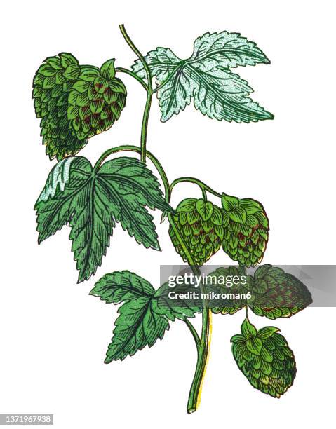 old chromolithograph illustration of common hop (humulus lupulus) - fotoshop stockfoto's en -beelden