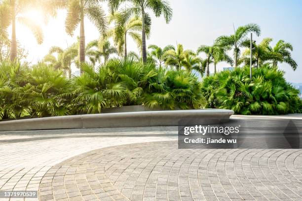 coconut and palm trees in the park square - courtyard stock pictures, royalty-free photos & images