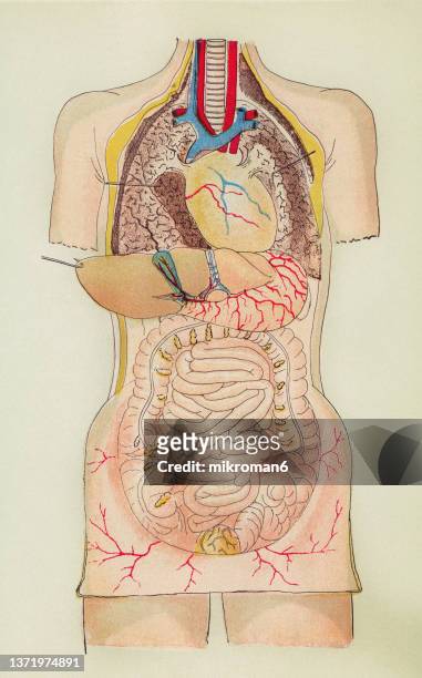 old chromolithograph illustration of  human internal organs - human liver illustration stockfoto's en -beelden