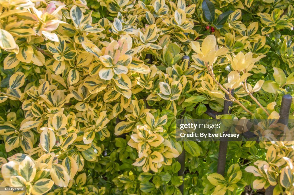 Euonymous Fortunei Emerald N Gold Plant
