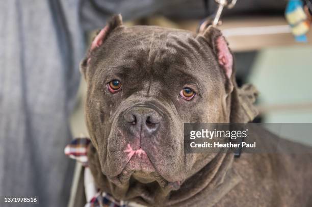 large tough looking pit bull type dog with no ears and scars on face at pet adoption event - pit bull terrier stock pictures, royalty-free photos & images