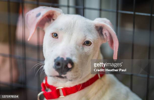 deaf pit bull puppy sitting in a cage at a pet adoption event - pit bull terrier 個照片及圖片檔