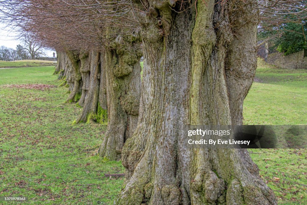 Oak Trees