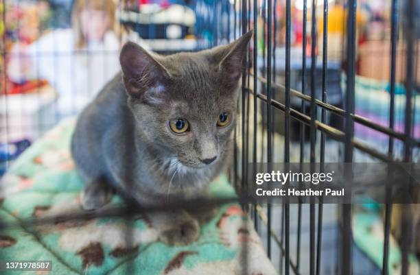 gray young cat or kitten in a cage at a pet adoption event - animal rescue stock pictures, royalty-free photos & images