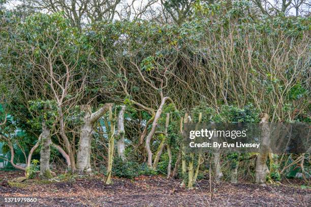 rhododendron trees - heather grey stock pictures, royalty-free photos & images