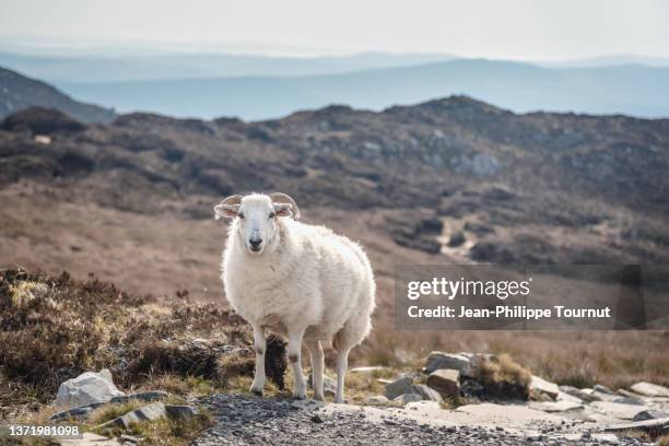 irish sheep in connemara national park, county galway, west coast of ireland - sheep ireland stock pictures, royalty-free photos & images