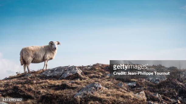 wild sheep in connemara national park, county galway, west coast of ireland - wild west ストックフォトと画像