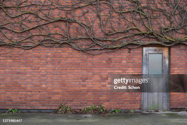 a door in a brick wall with winding ivy - rohbau haus stock-fotos und bilder