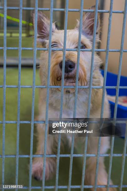west highland white terrier dog or westie in a cage at an animal shelter waiting to be adopted into a new home - west highland white terrier stock pictures, royalty-free photos & images