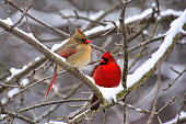 Pair of cardinals perching on a tree branch