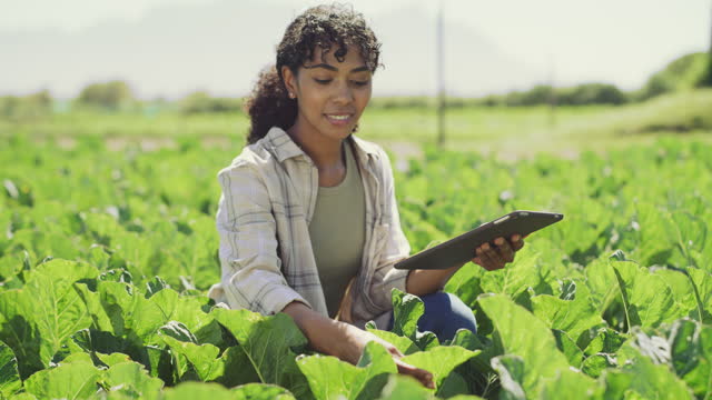 농장에서 작물을 검사하는 동안 디지털 태블릿을 사용하는 젊은 여성의 4K 비디오 영상
